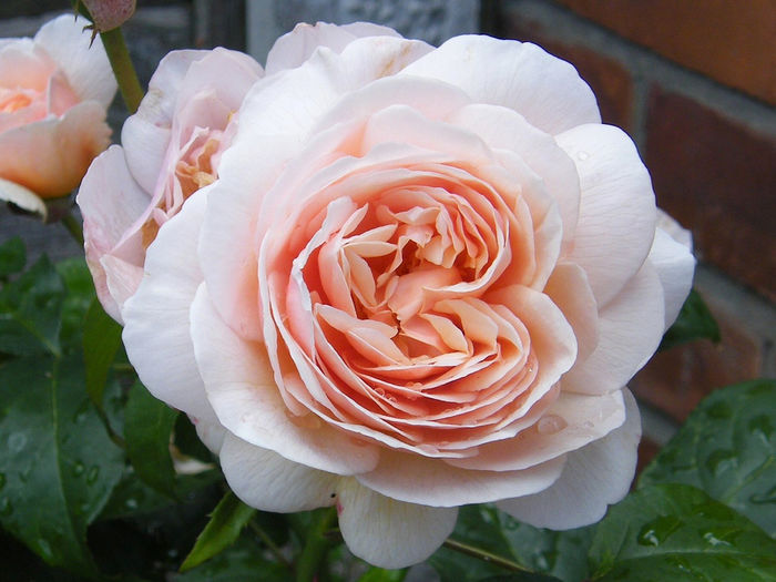 168135-trandafirul-juliet - Muscata deosebita si cele mai scumpe flori