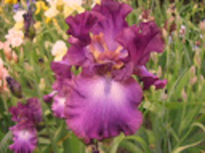 Rosette Wine - Irisi achizitionati in 2014 si 2015