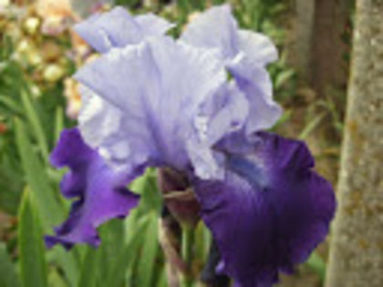 Royalist - Irisi achizitionati in 2014 si 2015