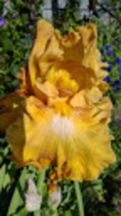 Rustic Cedar - Irisi achizitionati in 2014 si 2015