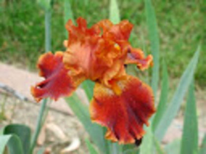 Rustler - Irisi achizitionati in 2014 si 2015