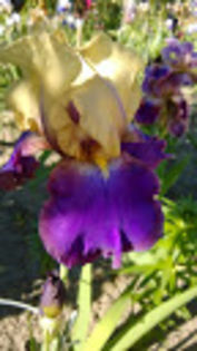 Sail Master - Irisi achizitionati in 2014 si 2015