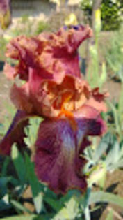 Santana - Irisi achizitionati in 2014 si 2015