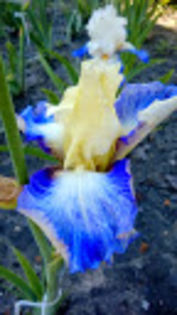 Seakist - Irisi achizitionati in 2014 si 2015