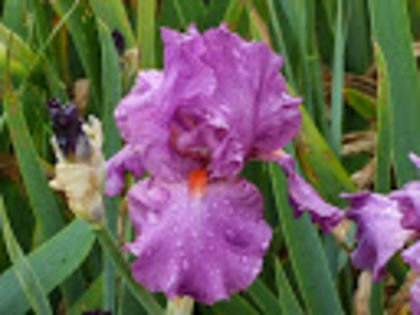 Sheer Ecstasy - Irisi achizitionati in 2014 si 2015