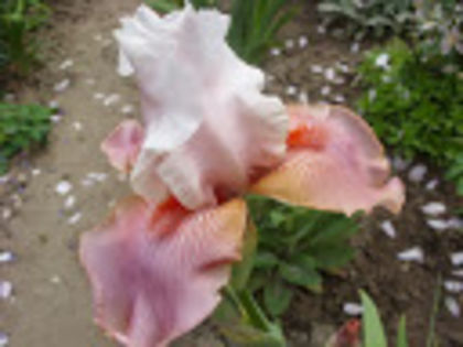 Sugar Magnolia