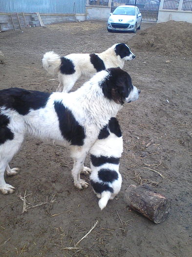 IMG_20160115_145548 - ciobanesc de bucovina