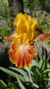 Wild Jasmine - Irisi achizitionati in 2014 si 2015