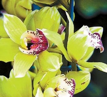 Orhideea aurie de Kinabalu; Orhideea aurie de Kinabalu
