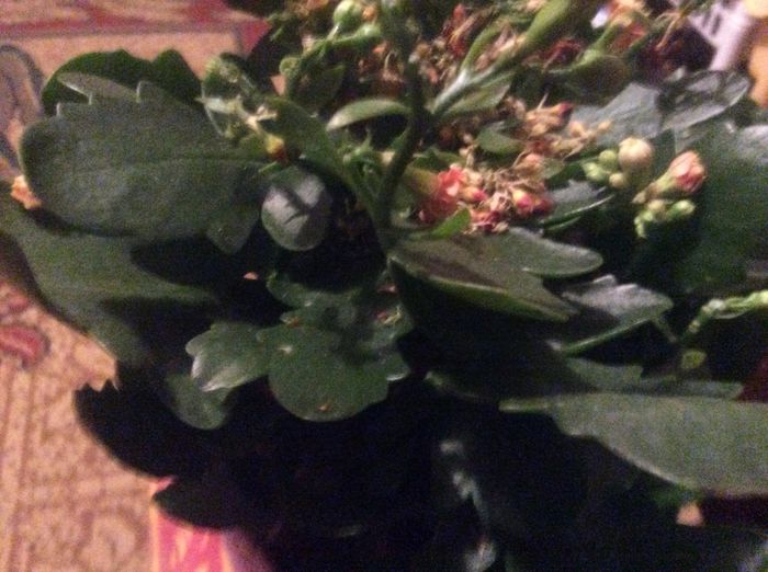 image - diverse plante de camera