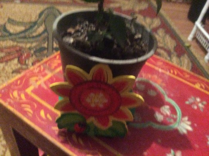 image - diverse plante de camera