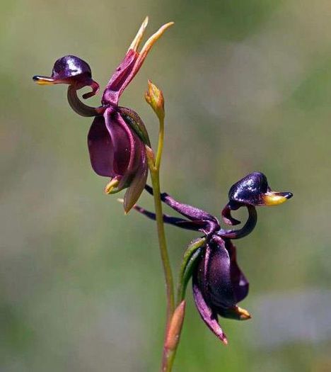 Orhideea Rata Zburatoare, cunoscuta si sub denumirea de Caleana major; Orhideea Rata Zburatoare, cunoscuta si sub denumirea de Caleana major     Sursa foto: commons.wikimedia.org
