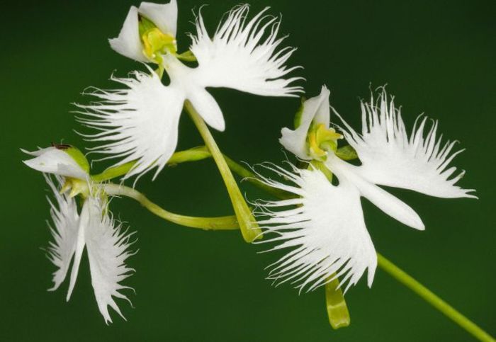 Orhideea Egreta alba sau Habenaria radiate; Orhideea Egreta alba sau Habenaria radiate
