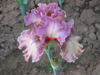 queen  of  calico - Irisi achizitionati in 2013