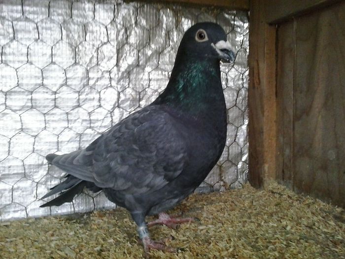 20160115_152116 - FOTO PORUMBEI