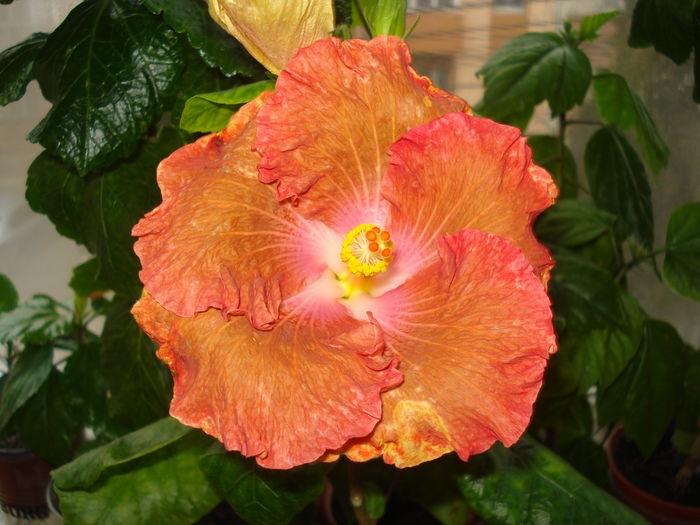 15.01.2016 - Hibiscus Little Special