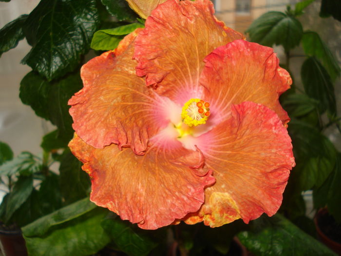 Floricica nr 3 - Hibiscus Little Special