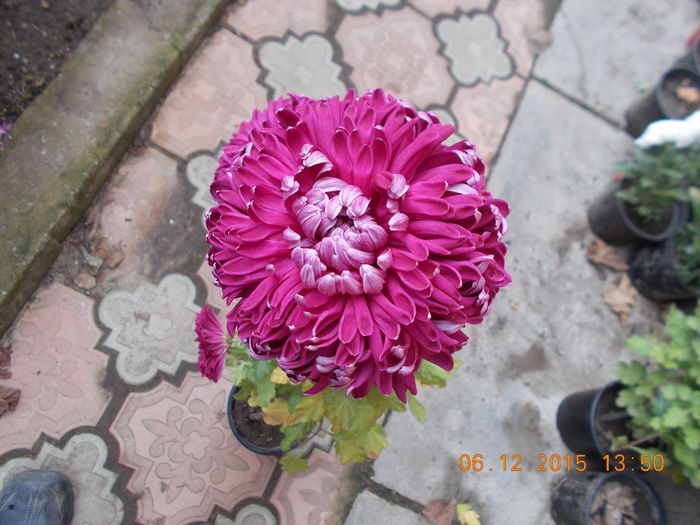 romy bordeaux are floare uriasa - Crizanteme achizitionate in primavara lui 2015