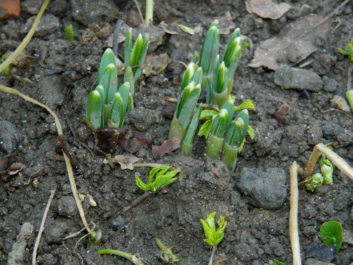 DSCN6487 seria a doua