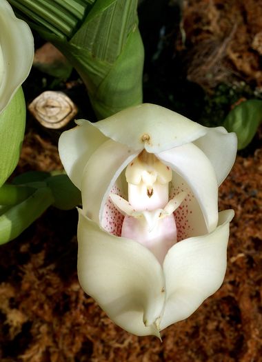 Orhideea Anguloa; Anguloa este o alta orhidee uimitoare, ale carei flori seama cu un bebelus in fasa. Floare mai este asemanata cu lalelele. Florile acesteia au diverse culori de la alb, galben, verde si pana la rosu. 
