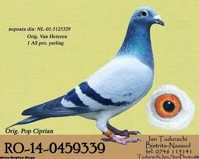 RO-14-0459339 - Porumbei din matca