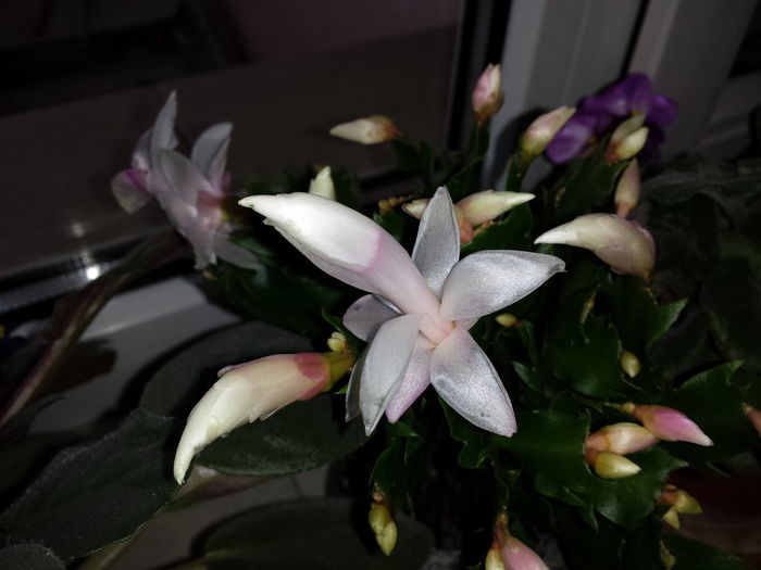 Schlumbergera