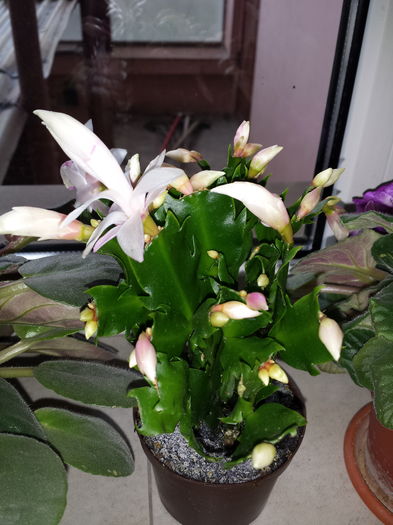 Schlumbergera - Schlumbergera - Cactusul de CRACIUN