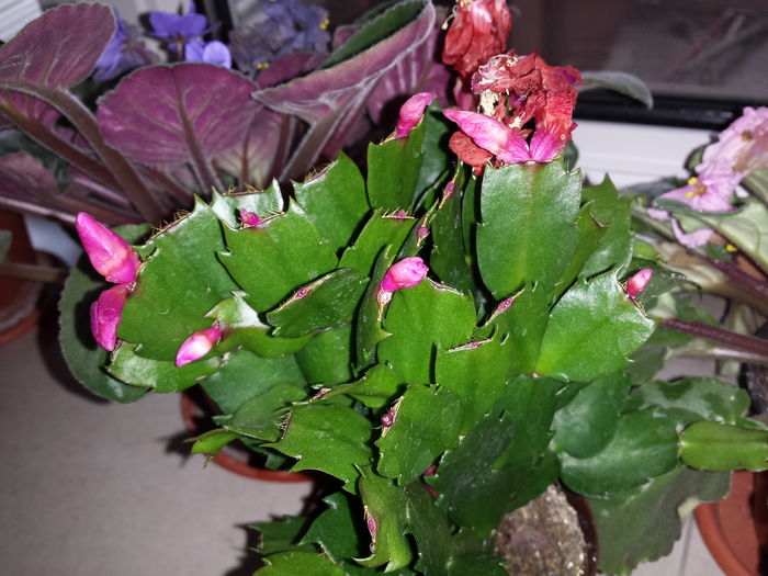 Schlumbergera