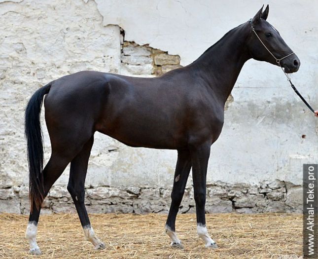 akhty - Akhal Teke