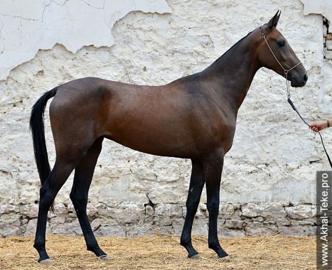 aksarana - Akhal Teke