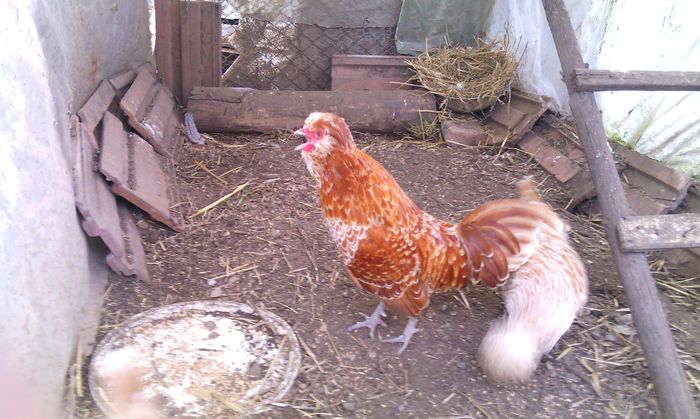 10548246_1581555612122140_7629023367322781956_o - ANIMALE PASARI CE AM DETINUT