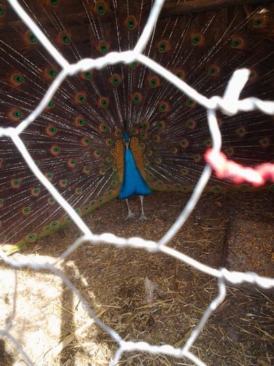 2015-03-19 11.29.54 - ANIMALE PASARI CE AM DETINUT