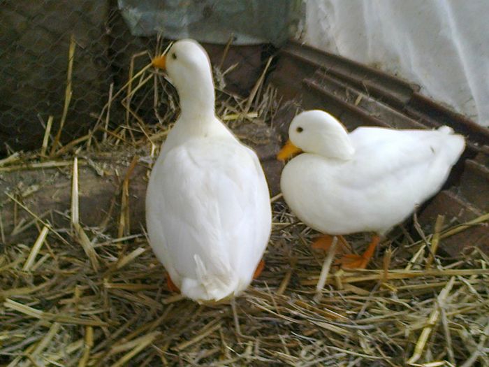 Fotografie2035 - ANIMALE PASARI CE AM DETINUT