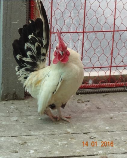 Screenshot - 15.01.2016 , 00_58_01