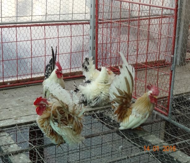 Screenshot - 15.01.2016 , 00_59_12