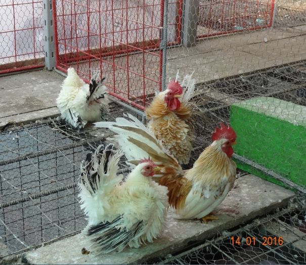 Screenshot - 15.01.2016 , 01_00_57