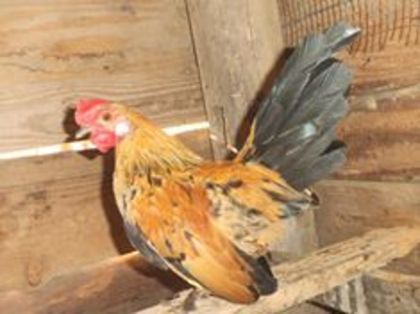 12366300_419726554892298_7568176160840733684_n