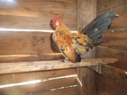 12376101_419726608225626_3454235957535339633_n