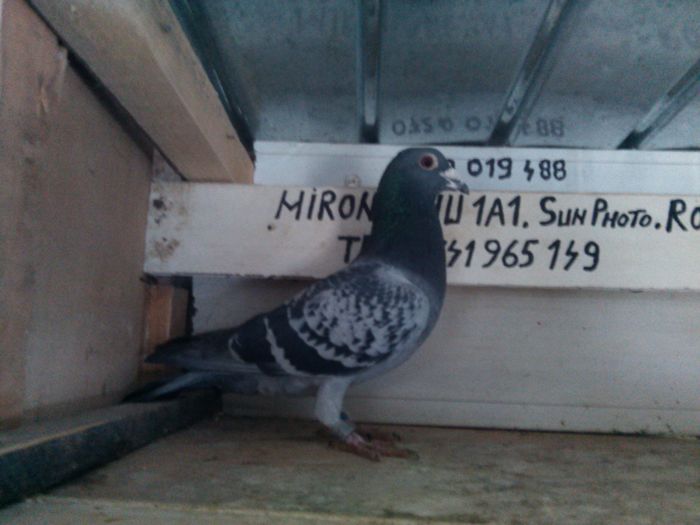 M 8-RO 2015 de vanzare 50 lei