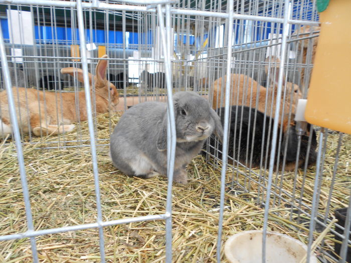 DSCN0158 - Poze iepuri si porumbei EXPO CLUJ IANUARIE 2016