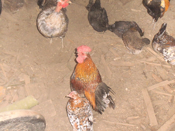 DSCF6113 - gainile mele pitice la gramada