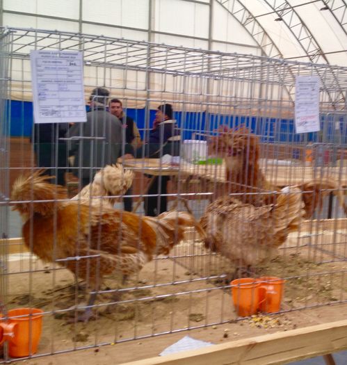 image - 34______EXPOZITIA LA PLOIESTI-2016