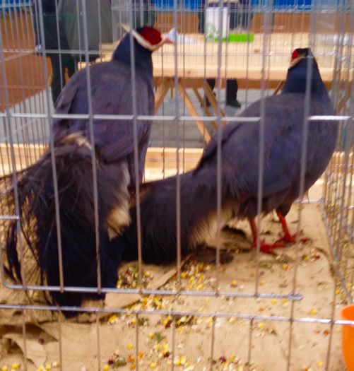 image - 34______EXPOZITIA LA PLOIESTI-2016