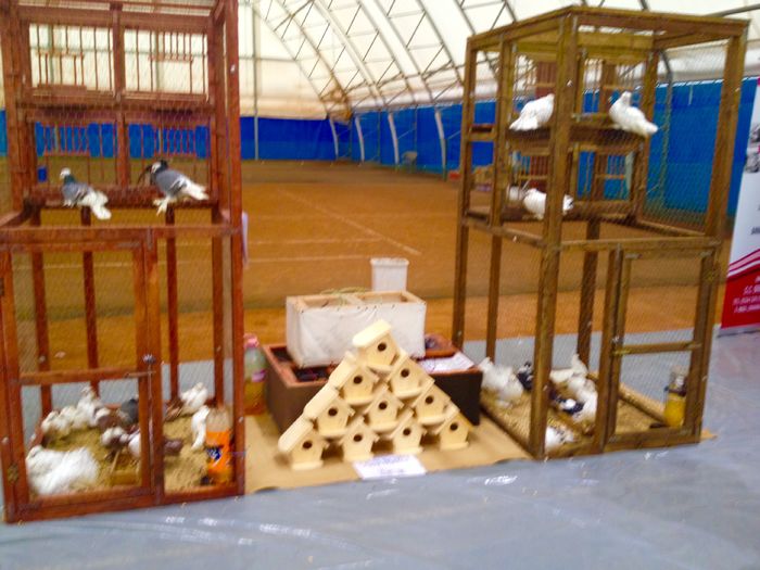 image - 34______EXPOZITIA LA PLOIESTI-2016