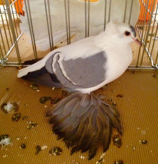 image - 34______EXPOZITIA LA PLOIESTI-2016