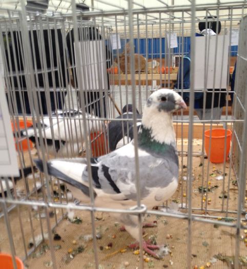 image - 34______EXPOZITIA LA PLOIESTI-2016