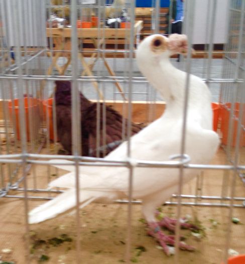 image - 34______EXPOZITIA LA PLOIESTI-2016