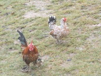 105463939_IVRGZXS - gainile mele pitice la gramada