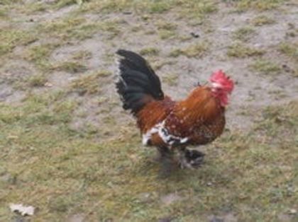 105463964_UKBIUWS - gainile mele pitice la gramada