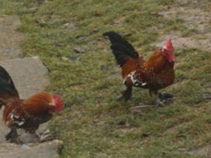 105463993_ZYVUJGJ - gainile mele pitice la gramada